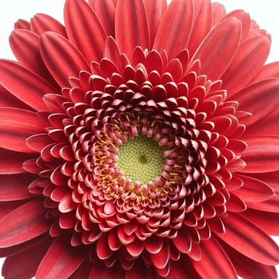 Bright red gerbera flower close-up view