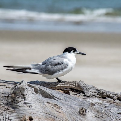 Bird standing on driftwood at the beach