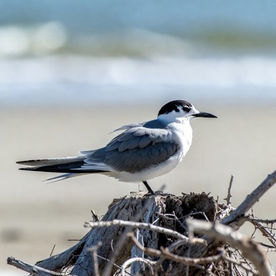 Bird stands on driftwood at the beach