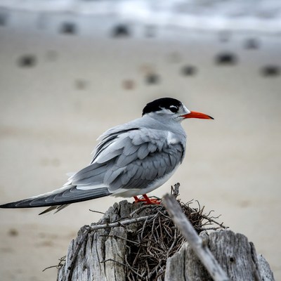 Bird resting on driftwood at beach