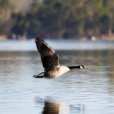 Goose flying over water at dawn