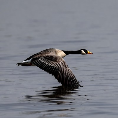 Goose flying over water