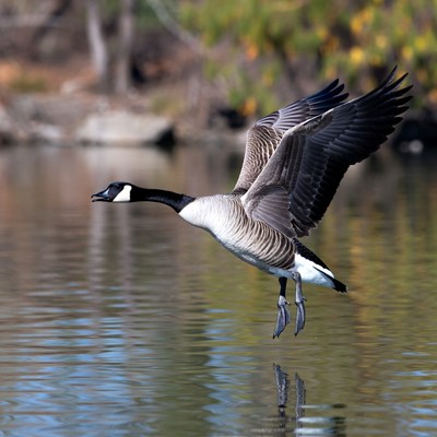 Canada goose flying over water