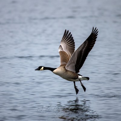 Canada goose flying over water