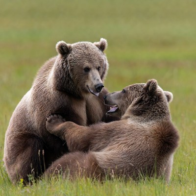 Bears play together in the grass