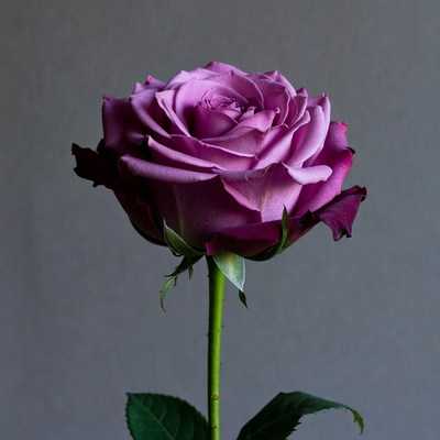 Purple rose in full bloom