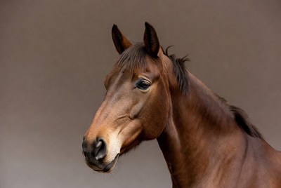 Brown horse in studio setting