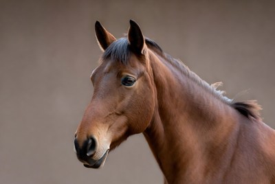 Horse standing in simple light