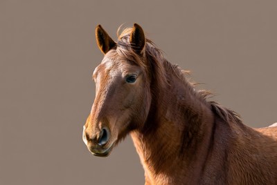Brown horse portrait in sunlight