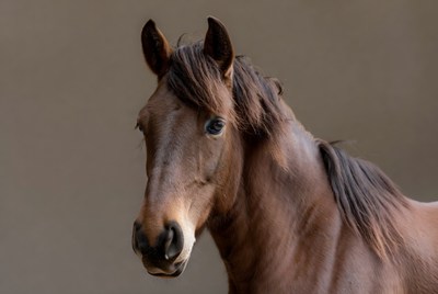 Horse posed against plain background