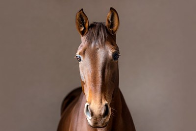 Brown horse in close view
