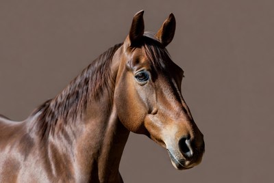 Brown horse standing indoors