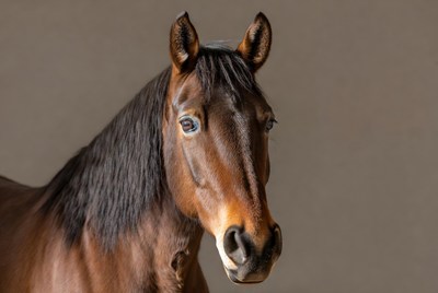 Horse portrait in indoor setting