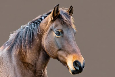 Horse standing with calm expression