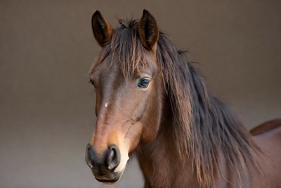 Horse standing in a stable