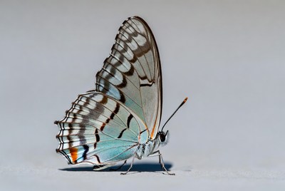 Butterfly resting on a surface