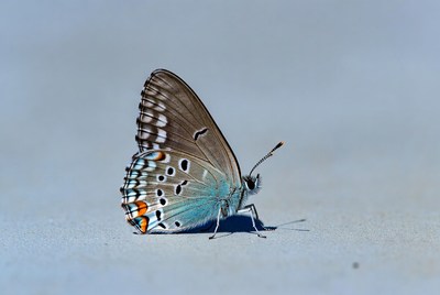 Butterfly on gray surface