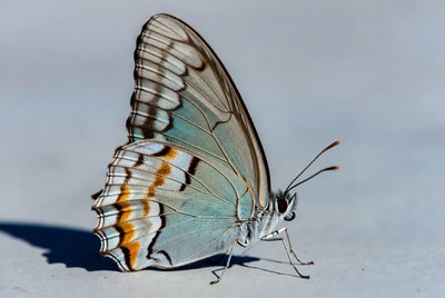 Butterfly resting on a surface