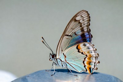 Colorful butterfly resting on a surface