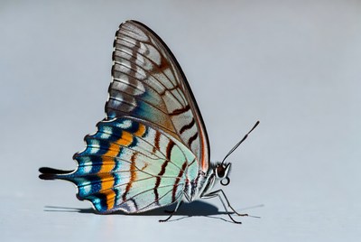 Butterfly resting on gray surface