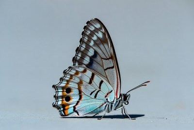 Butterfly resting on grey surface