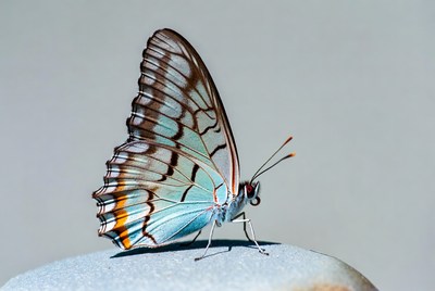 Butterfly on a stone surface
