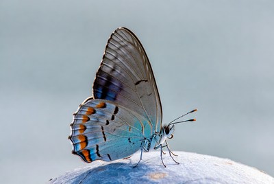 Butterfly on a surface in nature