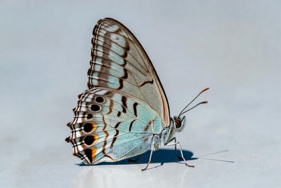 Butterfly on a light surface