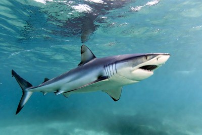 Shark swimming in clear water