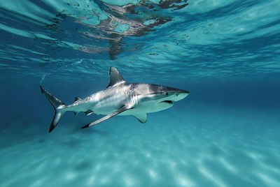 Shark swimming in clear water