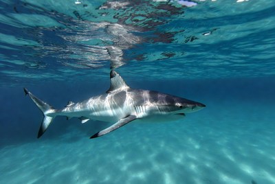 Shark swims in clear water