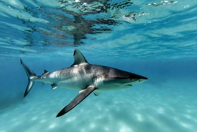 Shark swimming in clear water