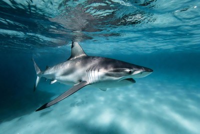 Shark swimming in clear ocean waters