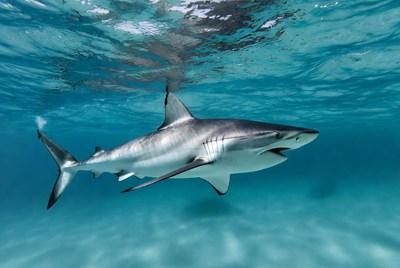 Shark swimming under clear water