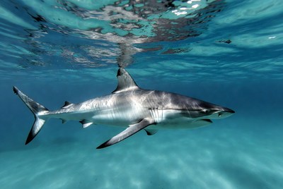 Shark swimming in clear ocean waters