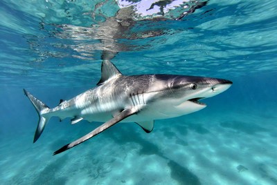 Shark swimming in clear water