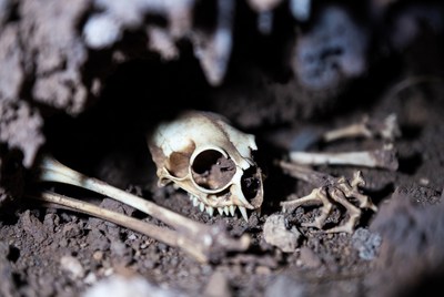 Exploring a cave with animal remains