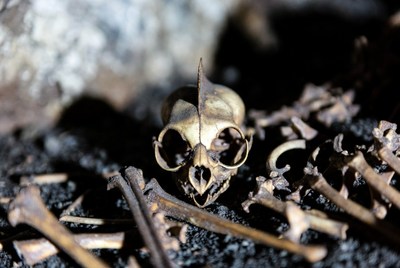 Animal skeleton found in cave