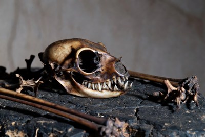 Skull of an animal on a surface