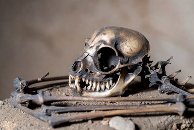 Skull and bones on a table