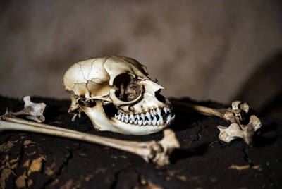 Skull and bones display at archaeological site