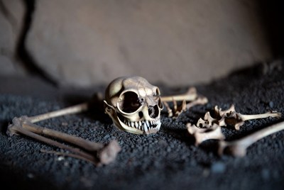 Skull and bones on dark ground