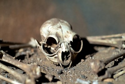 Animal skull found in the dirt