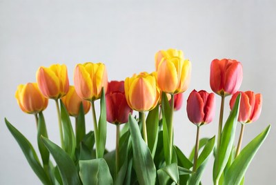 Colorful tulips in a simple vase
