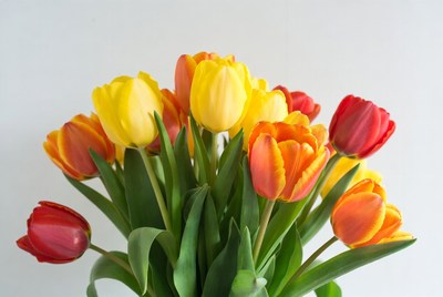 Bright tulip bouquet in spring display