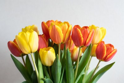 Vibrant tulips celebrate spring