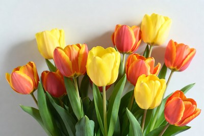 Flowers in bright colors for decoration