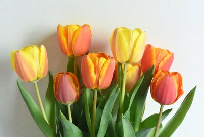 Bright tulips arranged on a table