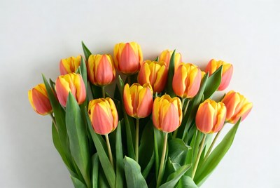Colorful tulips in a bouquet