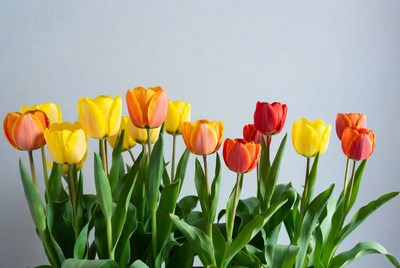 Colorful tulips in a simple setting